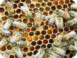 Выращивание пчел